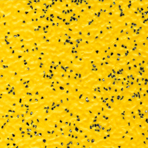 CPLUS 16: Sunny Sands